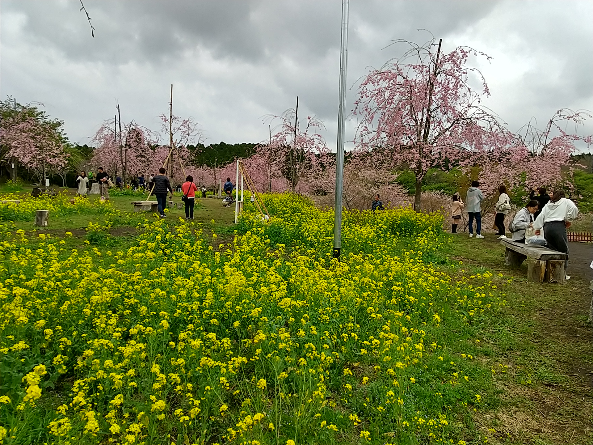 しだれ桜の里 (5).JPG