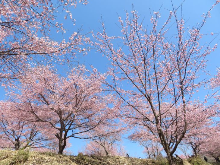 しだれ桜の里 (13).jpg