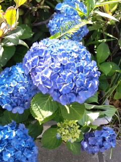 ブルー球紫陽花2017