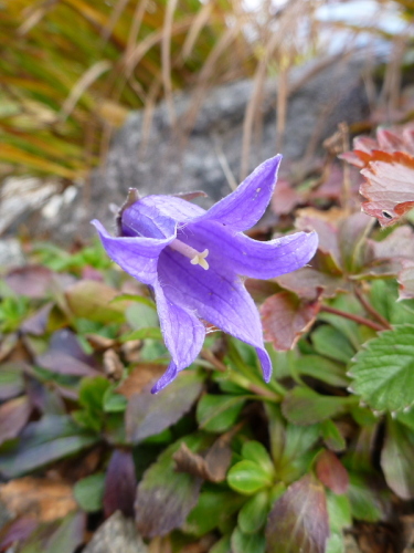 6飯豊連峰の花.jpg