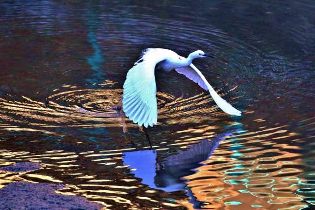 P95A4094 (640x427).jpg