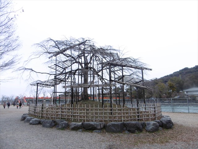 P1270629.JPG