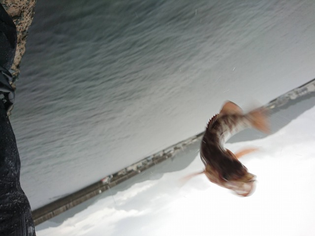 showPhoto (640×480)