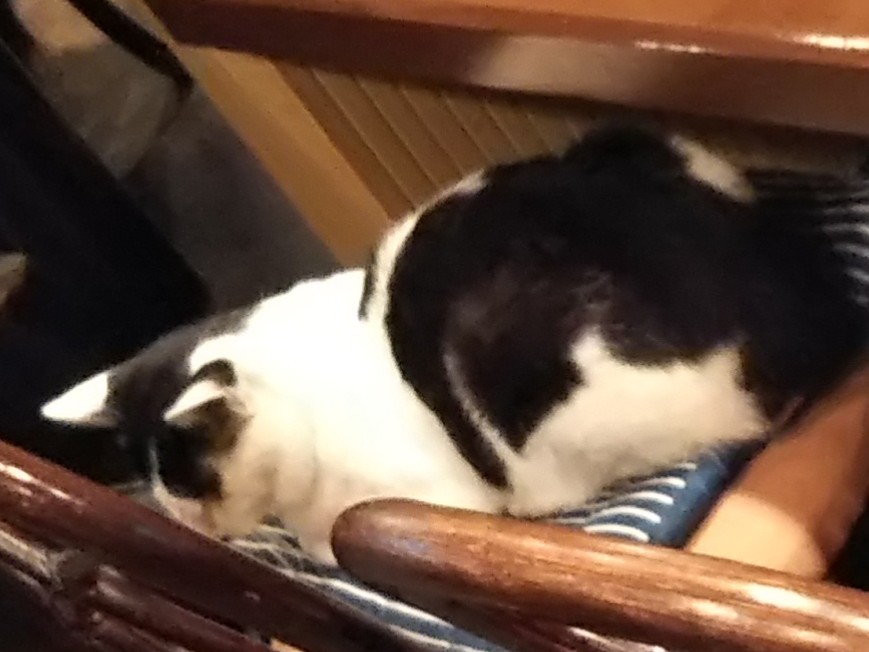 椅子に白黒猫2019