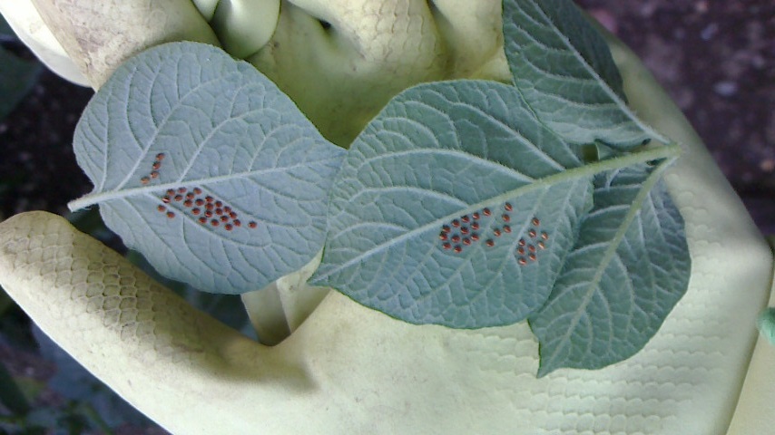 NEC_0388.JPG