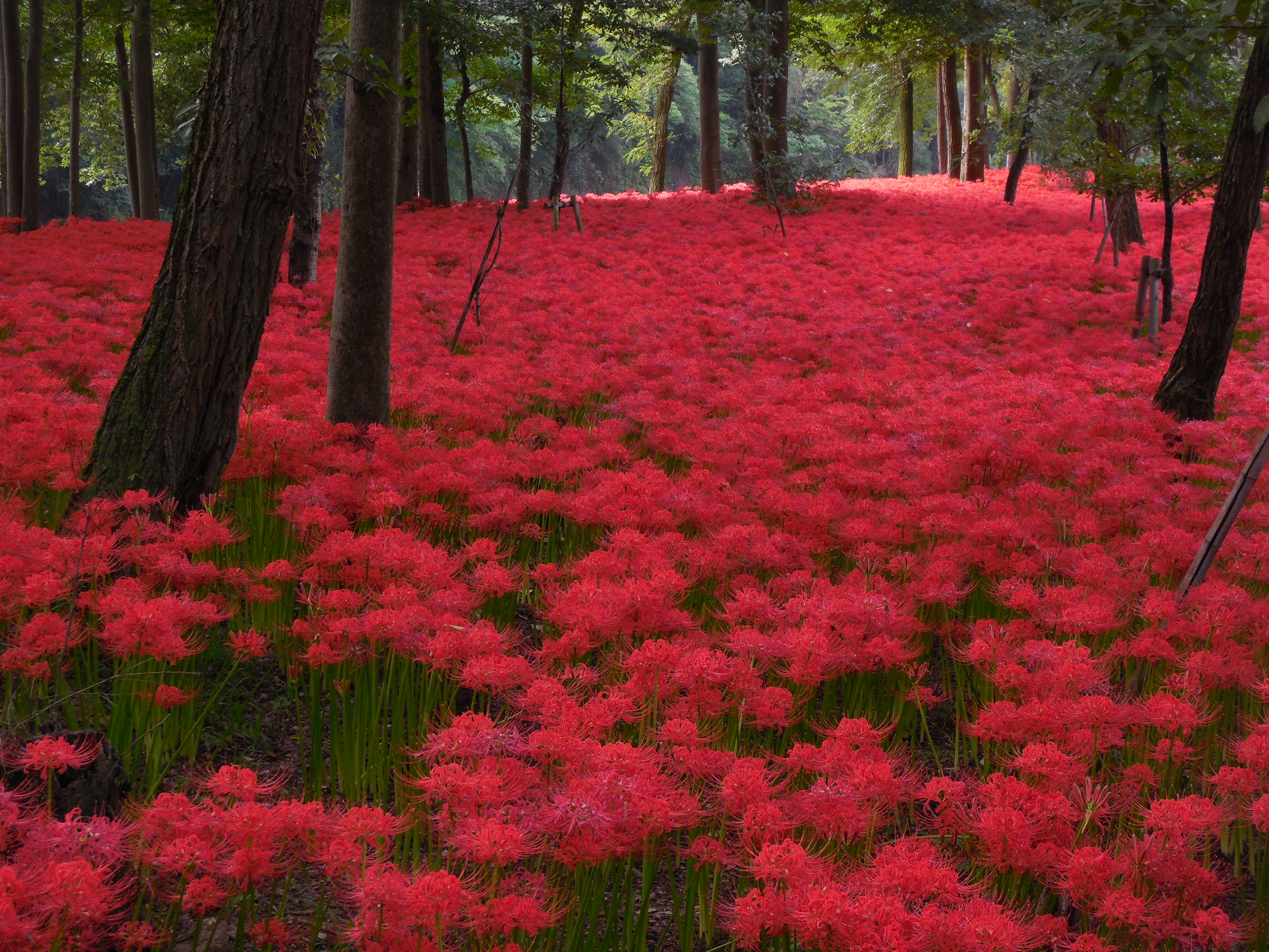 11 Saitama,Japan.JPG