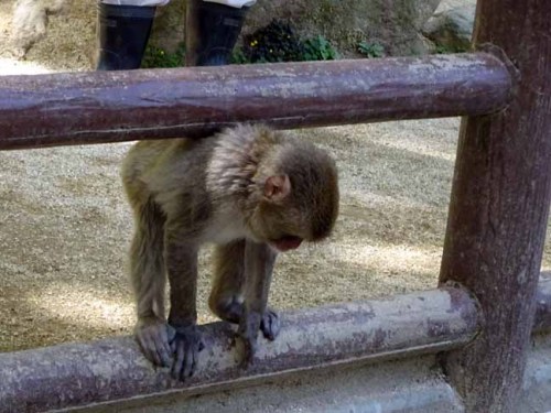 シャーロット (3).JPG