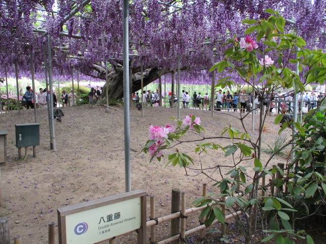 八重藤