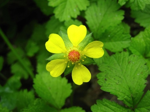 ヘビイチゴの花 初夏 5月中旬 の高尾山での自然観察 その12 しろうと自然科学者の自然観察日記 楽天ブログ