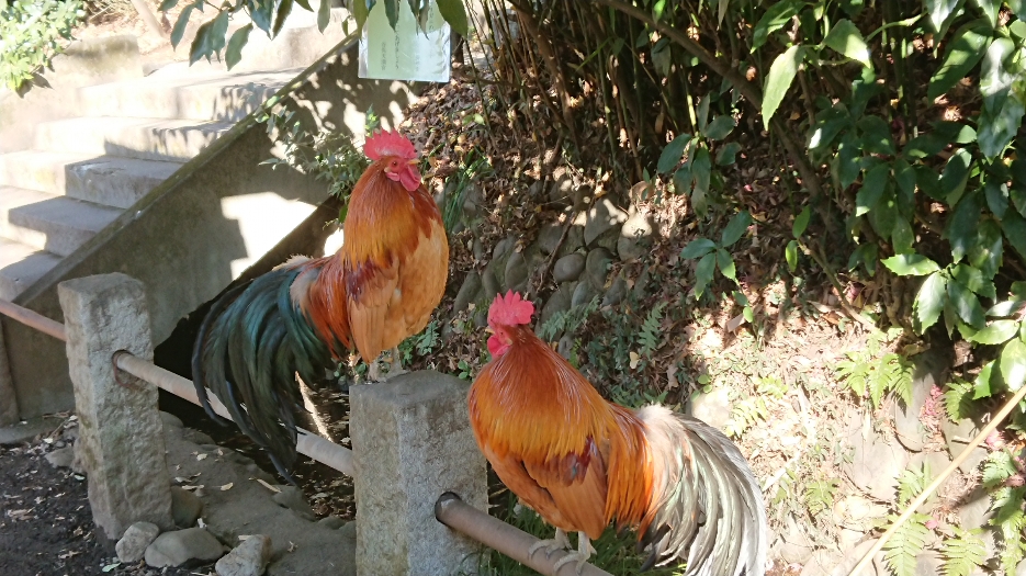 DSC_1115.JPG