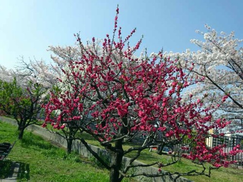 大阪城 　桃園 (24).JPG