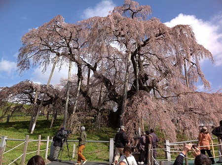 s-滝桜.jpg
