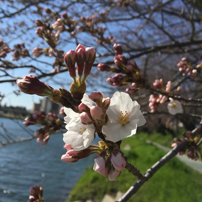 桜開花.jpg