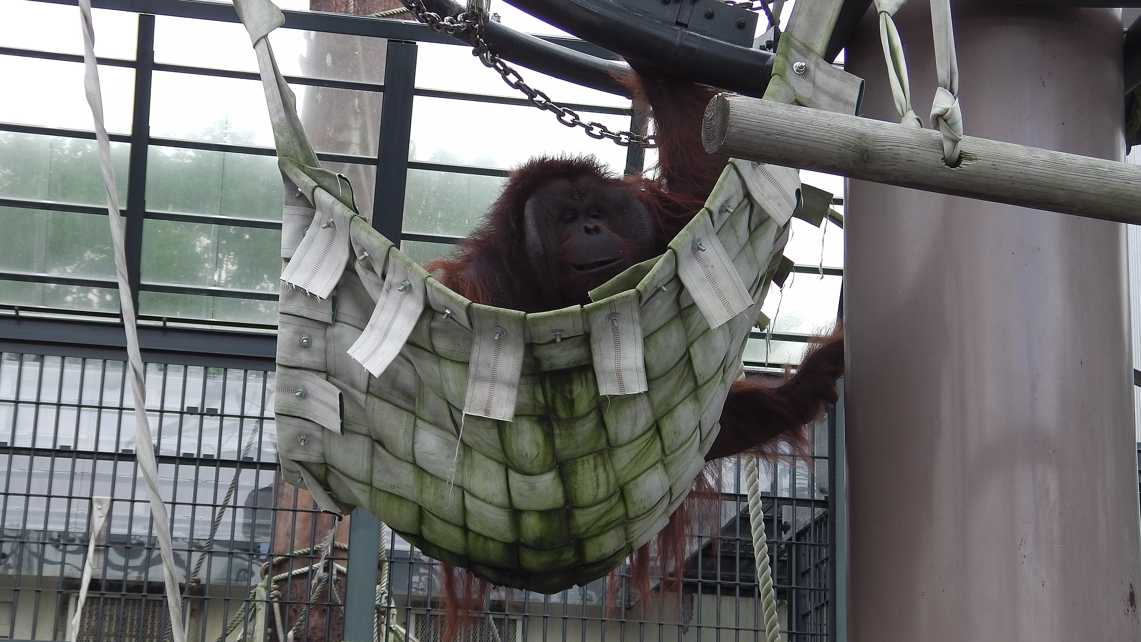 オランウータン、ハンモックへ.JPG