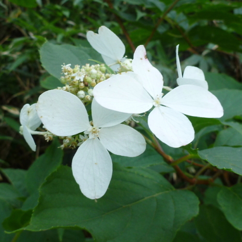 2会津磐梯山の花.jpg