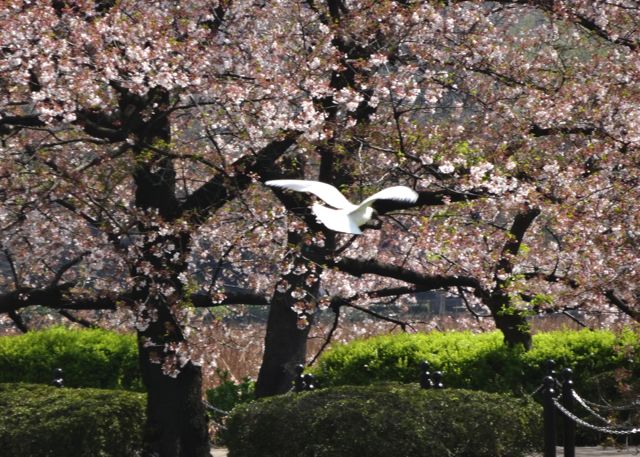 2014.4ueno2.jpg