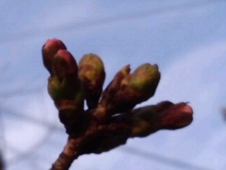 枝先の開花秒読みの蕾_3月22日