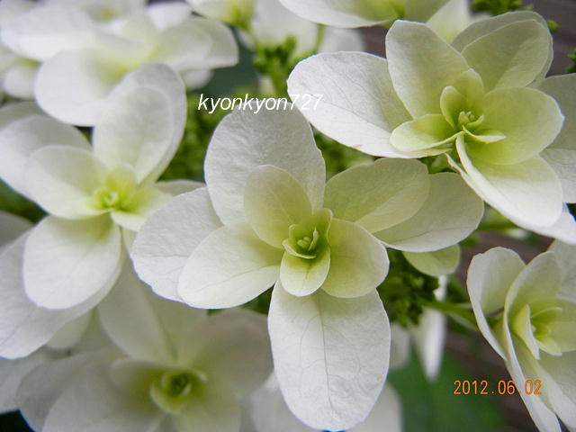 カシワバアジサイ2