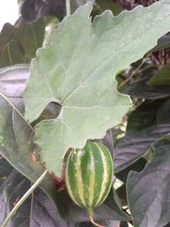 まだ青い鴉瓜2017