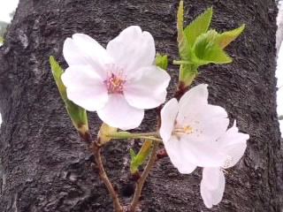 幹からひょっこり桜2014