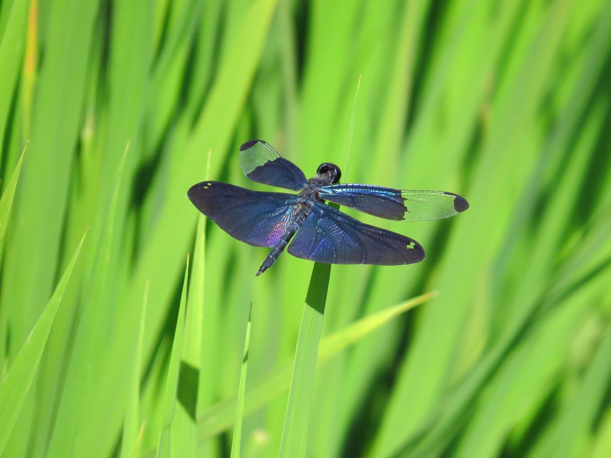 チョウトンボ♂_0570.jpg