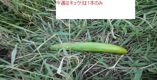 110きゅうり.JPG