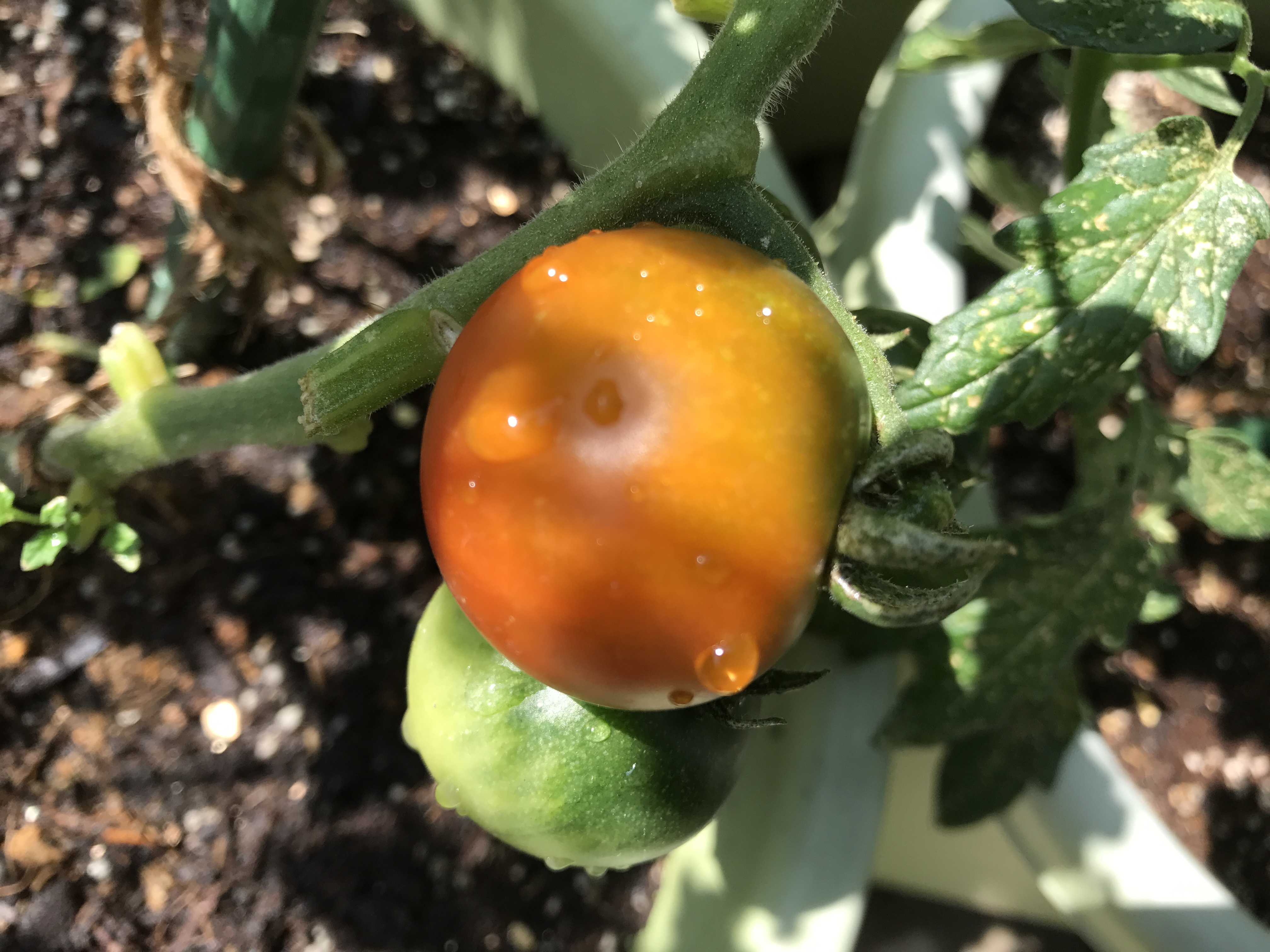 フルーツトマト