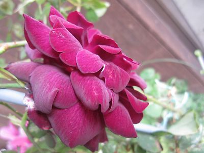 IMG_rui102.JPG