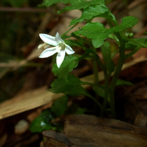 田代山の花420140524.jpg