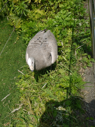 追いかけてくる鳥