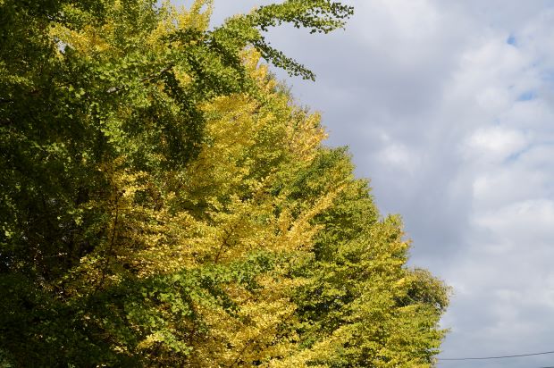 _DSC9249.JPG