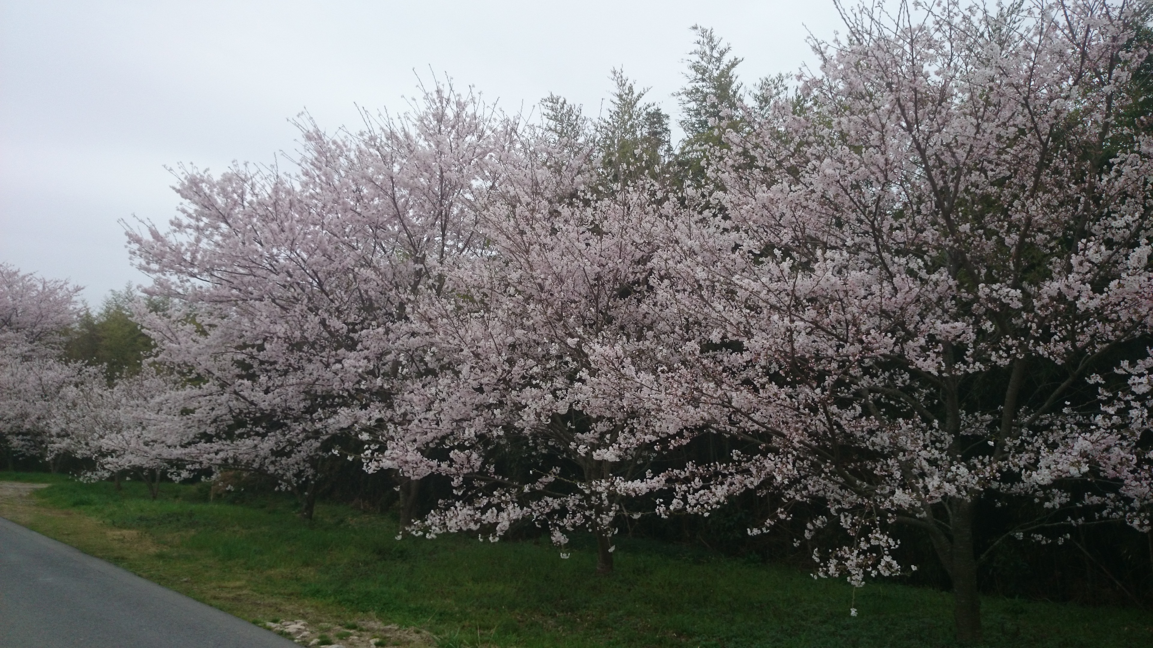 2015-04-02 15.59.50.jpg