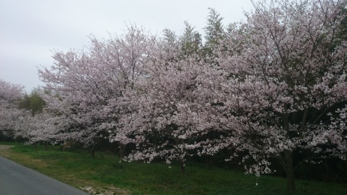 2015-04-02 15.59.50.jpg