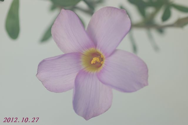 DSC_4311.JPG