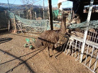 エミュー脱走14.1.23.jpg