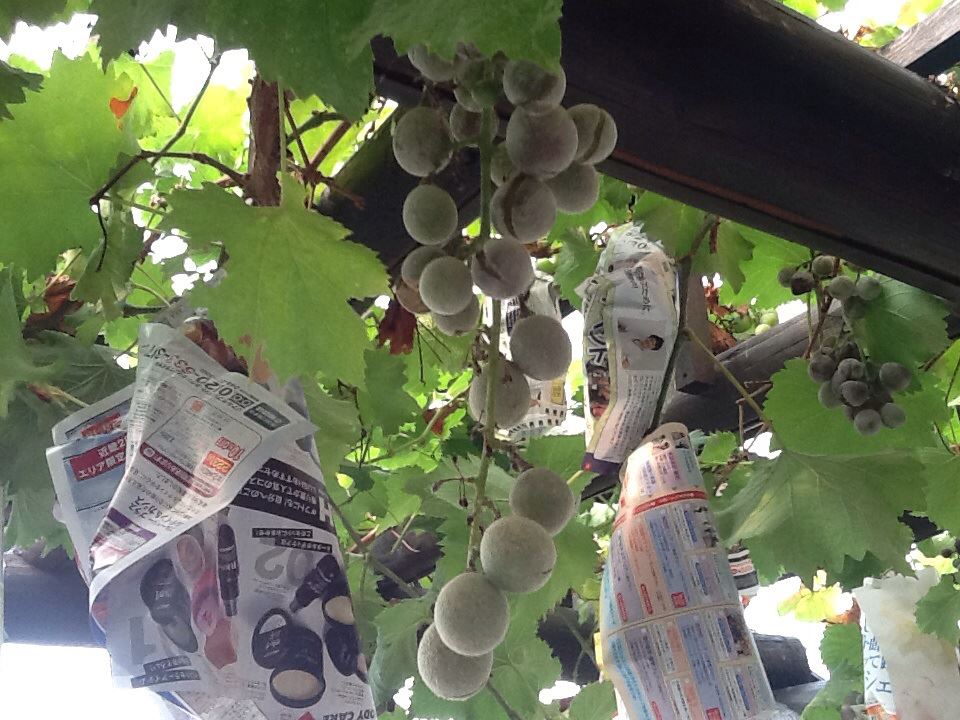 葡萄数房チラシで守る