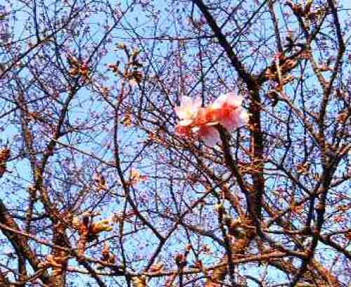 城ケ崎の桜.jpg