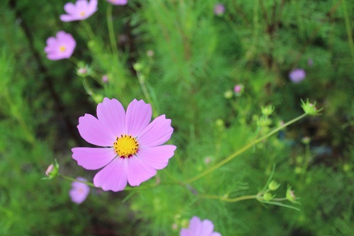 コスモス (2).JPG