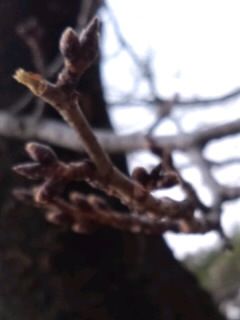 桜の芽2017（1月）