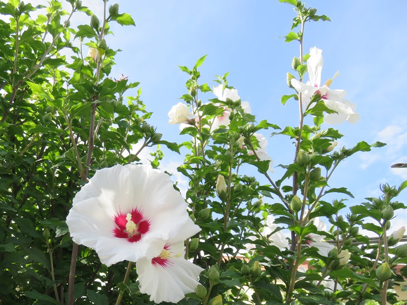 2芙蓉だったと思うけど.jpg