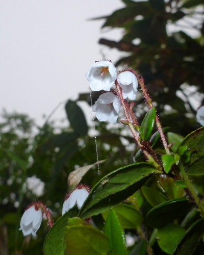 6安達太良山の花.jpg