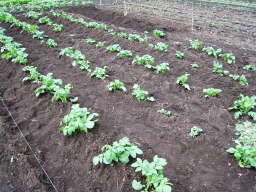 2008.6.8 ジャガイモ　その１.JPG