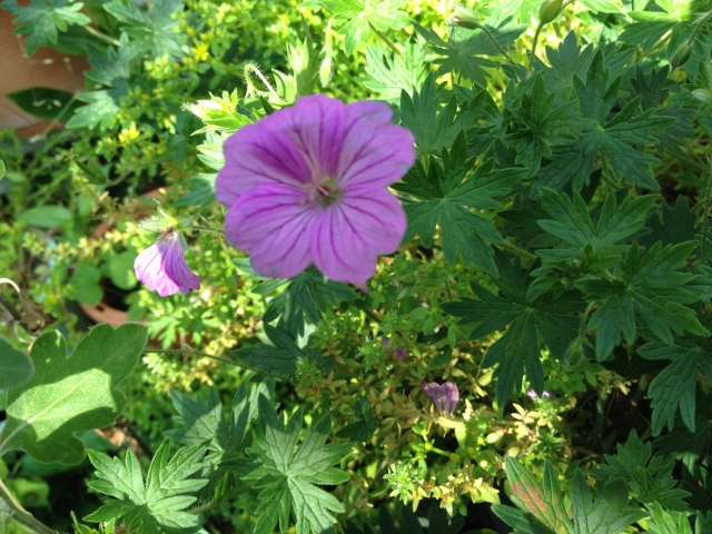 IMG_9279 (640x480).jpg