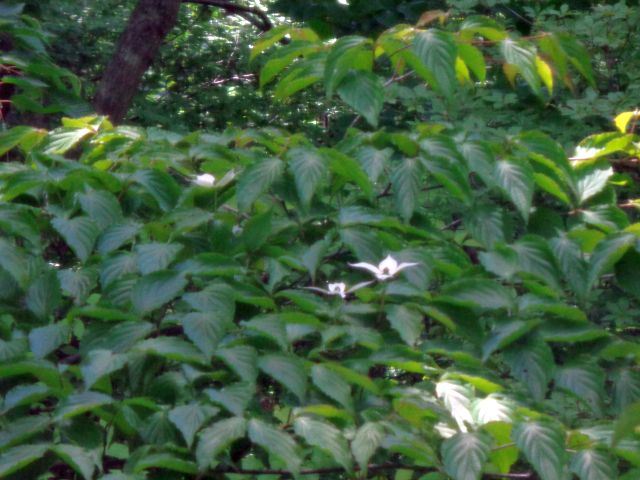 240529yamaboushi.jpg