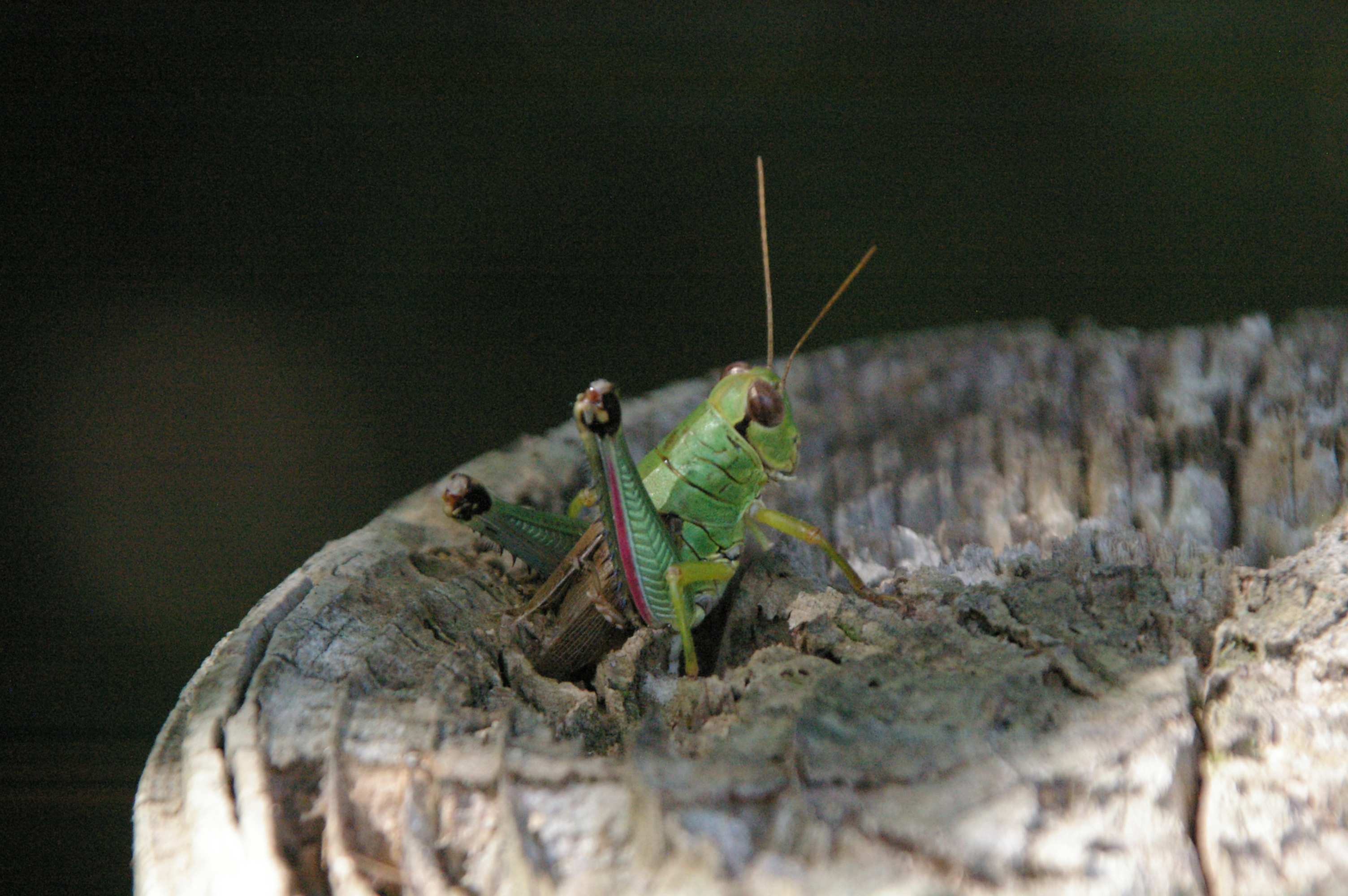 ヤマトフキバッタ