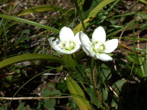 谷川馬蹄形縦走で見た花2.jpg