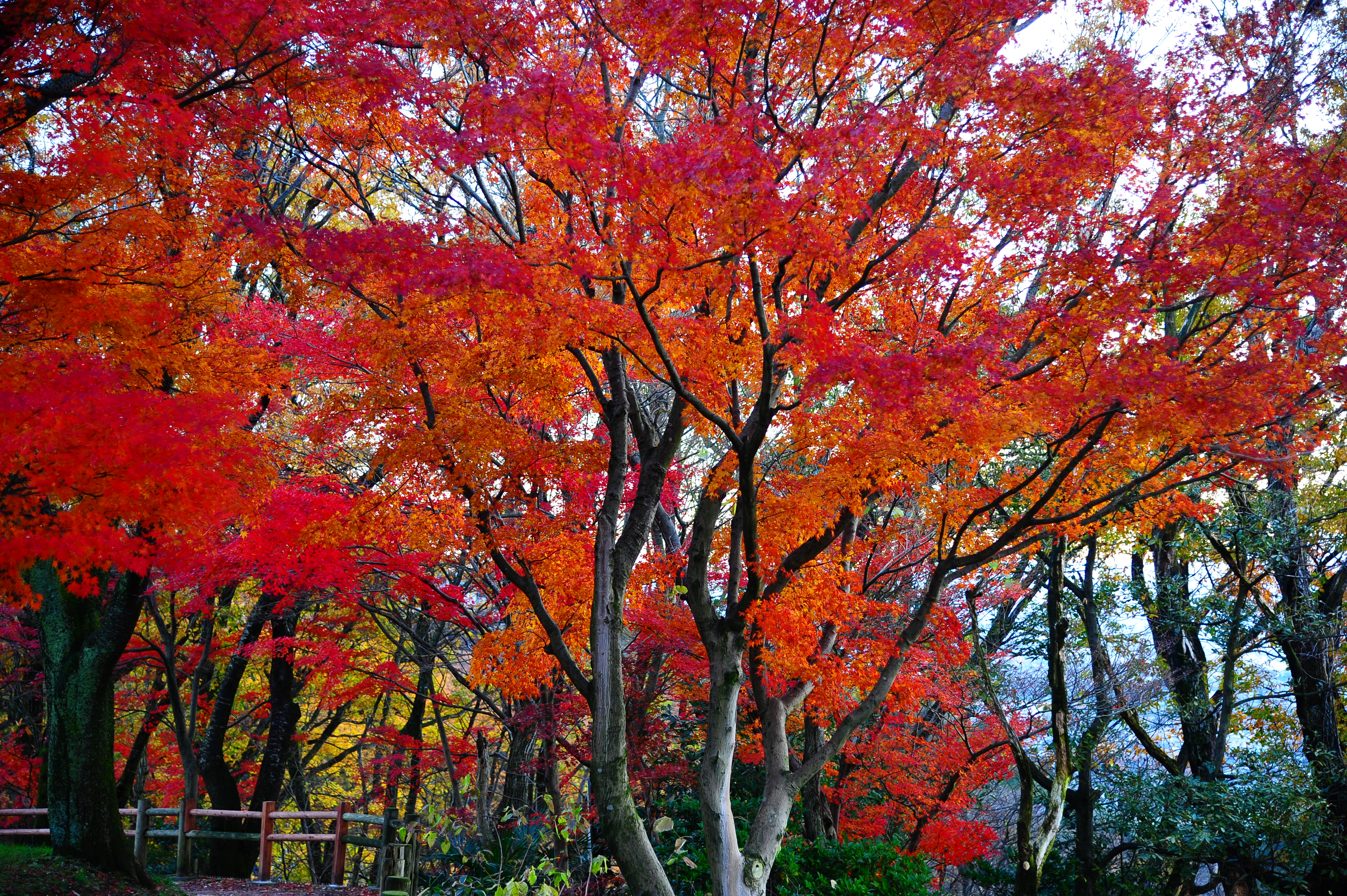 DSC_3885.JPG
