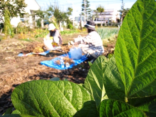 大豆の収穫　その７.JPG