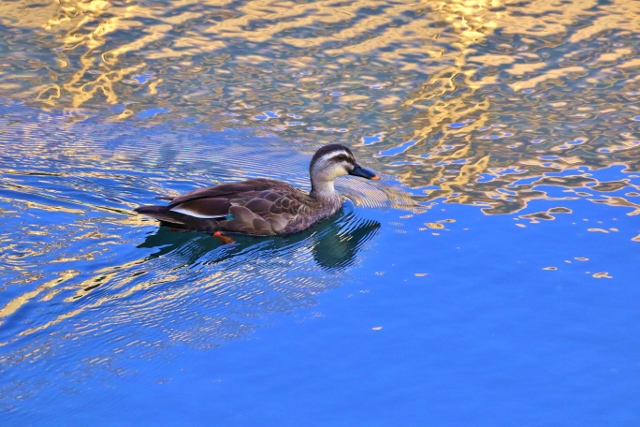 P95A3254 (640x427).jpg