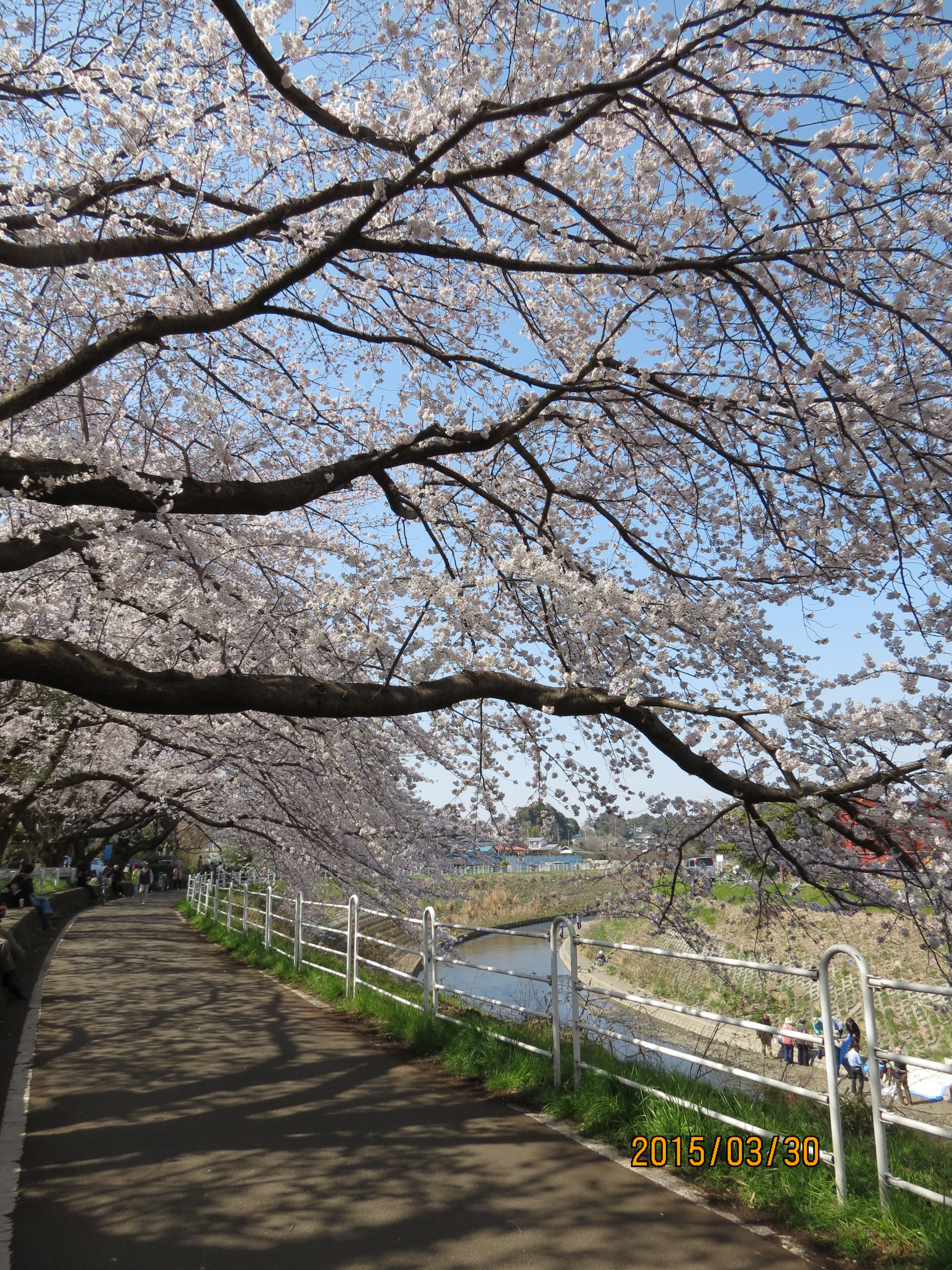 桜 070.JPG